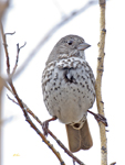 Fox Sparrow slate colored